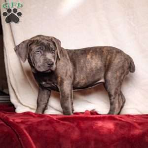 Emy, Cane Corso Puppy